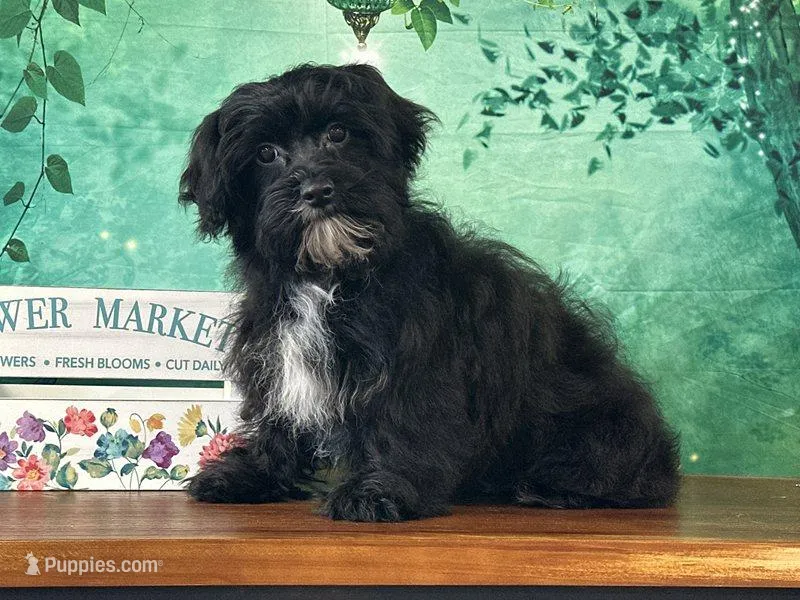 Yorke  – Bichon Frise, Yorkshire Terrier puppy for sale in Florence, KY