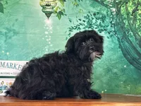 Yorke , a male Bichon Frise and Yorkshire Terrier for sale in Florence, KY – Photo 3 of 8