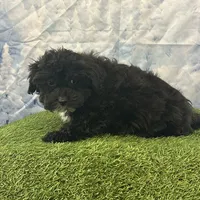 Yorke , a male Bichon Frise and Yorkshire Terrier for sale in Louisville, KY – Photo 3 of 3