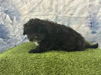 Yorke , a male Bichon Frise and Yorkshire Terrier for sale in Cincinnati, OH – Photo 3 of 3