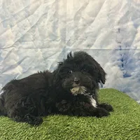 Yorke , a male Bichon Frise and Yorkshire Terrier for sale in Louisville, KY – Photo 2 of 3