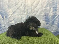 Yorke , a male Bichon Frise and Yorkshire Terrier for sale in Cincinnati, OH – Photo 2 of 3