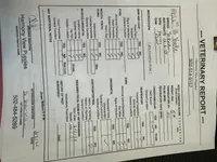 Yorke , a male Bichon Frise and Yorkshire Terrier for sale in Cincinnati, OH – Photo 5 of 5