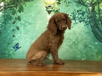 Hershey , a male Cockapoo for sale in Lexington, KY – 2 of 5