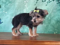Mandie, a female Morkie for sale in Lexington, KY – 2 of 3