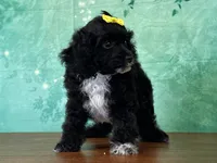Cindy, a female Cockapoo for sale in Lexington, KY – 3 of 3