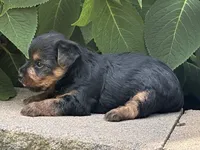 Leo, a male Yorkshire Terrier for sale in Lexington, KY – 3 of 3