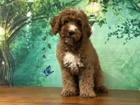 Pudding, a male Cockapoo for sale in Lexington, KY – 3 of 4