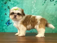 Bee, a female Shih Tzu for sale in Lexington, KY – 2 of 3