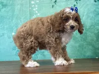 Celia, a female Cockapoo for sale in Lexington, KY – 3 of 3