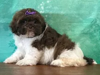 Snickers, a female Shichon for sale in Lexington, KY – 4 of 4