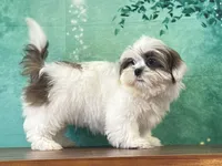 Peanut, a male Shih Tzu for sale in Lexington, KY – 5 of 7