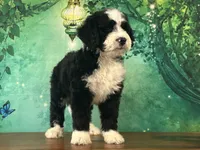Billy , a male Bernedoodle for sale in Lexington, KY – 3 of 3