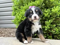Willow, a female Bernese Mountain Dog for sale in Cincinnati, OH – Photo 1 of 3