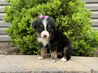 Willow, a female Bernese Mountain Dog for sale in Cincinnati, OH – Photo 3 of 3