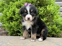 Willow, a female Bernese Mountain Dog for sale in Cincinnati, OH – Photo 2 of 3