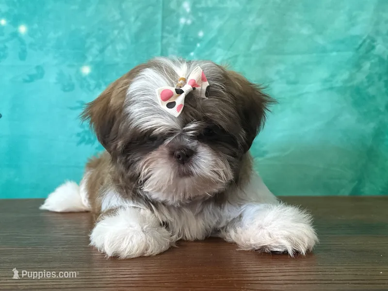 Daisy – Shih Tzu puppy for sale in Lexington, KY