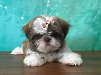 Daisy, a female Shih Tzu for sale in Lexington, KY – 1 of 3