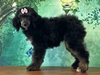 Minnie, a female Poodle - Miniature  for sale in Cincinnati, OH – 2 of 9