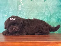 Brownies, a female Shichon for sale in Lexington, KY – 3 of 4