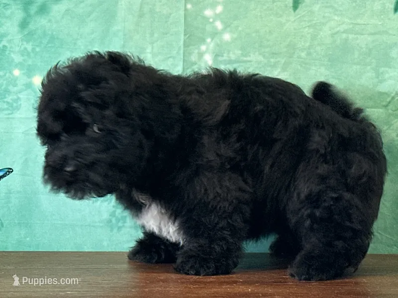Oscar – Bichon Frise, Yorkshire Terrier puppy for sale in Lexington, KY