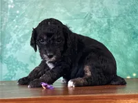 Minnie, a female Poodle - Miniature  for sale in Lexington, KY – 2 of 3