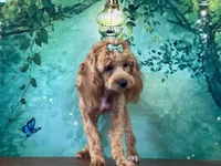 Cassie, a female Cockapoo for sale in Lexington, KY – 3 of 4
