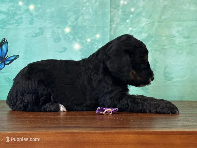 Minnie – Poodle - Miniature  puppy for sale in Lexington, KY
