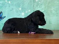 Minnie, a female Poodle - Miniature  for sale in Lexington, KY – 1 of 3