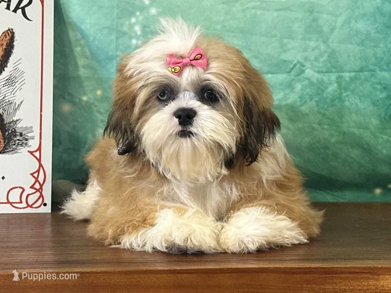 Reba  – Shih Tzu puppy for sale in Cincinnati, OH