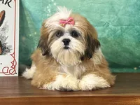 Reba , a female Shih Tzu for sale in Cincinnati, OH – 1 of 3