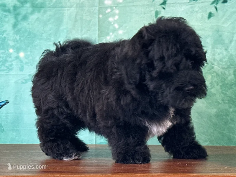 Oscar – Bichon Frise, Yorkshire Terrier puppy for sale in Lexington, KY