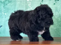 Oscar, a male Bichon Frise and Yorkshire Terrier for sale in Lexington, KY – 2 of 3