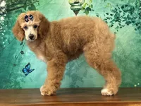 Raya, a female Poodle - Miniature  for sale in Cincinnati, OH – 2 of 10