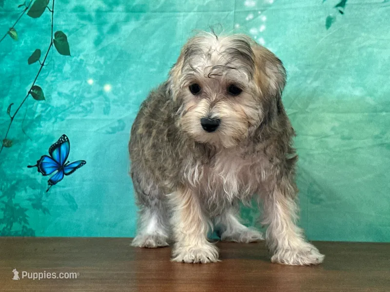 Kona – Bichon Frise, Yorkshire Terrier puppy for sale in Lexington, KY