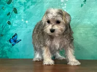 Kona, a female Bichon Frise and Yorkshire Terrier for sale in Lexington, KY – 1 of 3