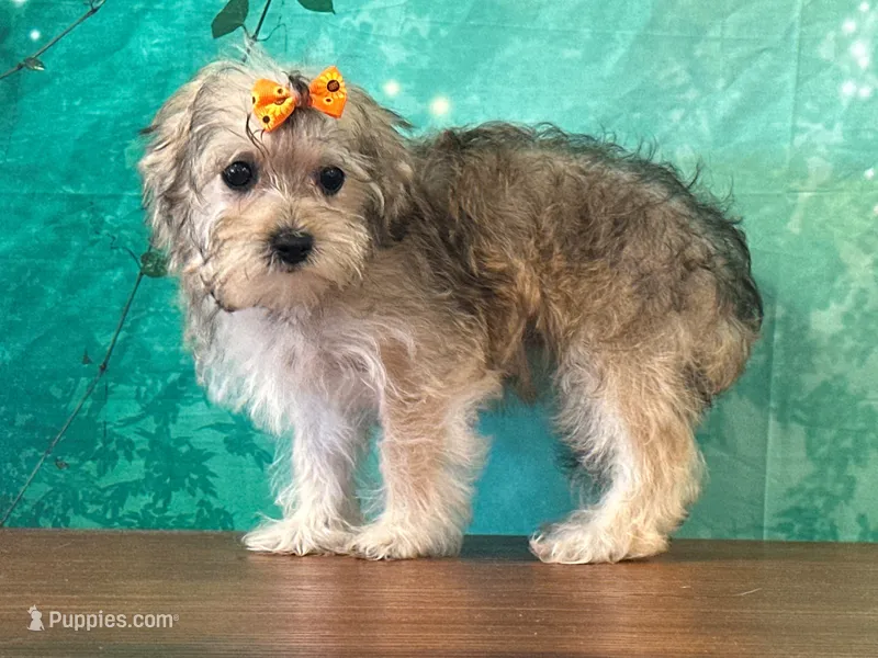 Latte – Bichon Frise, Yorkshire Terrier puppy for sale in Lexington, KY