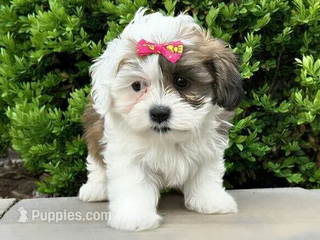 Nova – Shichon puppy for sale in Newfield, NJ