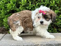 Nova, a female Shichon for sale in Newfield, NJ – Photo 2 of 3