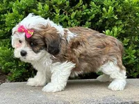 Nova, a female Shichon for sale in Newfield, NJ – Photo 3 of 3