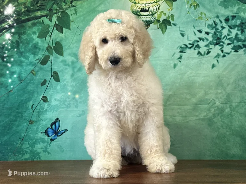 Jewel – Goldendoodle puppy for sale in Lexington, KY