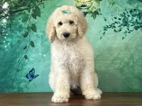 Jewel, a female Goldendoodle for sale in Lexington, KY – 1 of 3