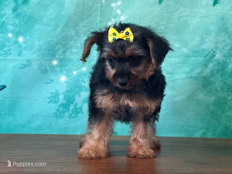 Ellie – Yorkshire Terrier puppy for sale in Lexington, KY