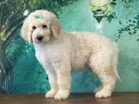 Jewel, a female Goldendoodle for sale in Lexington, KY – 2 of 3