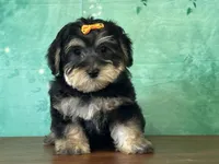 Remi, a female Bichon Frise and Yorkshire Terrier for sale in Lexington, KY – 2 of 3