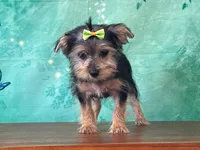 Mandie, a female Morkie for sale in Lexington, KY – 3 of 3