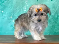 Latte, a female Bichon Frise and Yorkshire Terrier for sale in Lexington, KY – 3 of 3