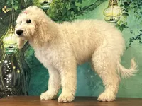 Jewel, a female Goldendoodle for sale in Cincinnati, OH – 2 of 6