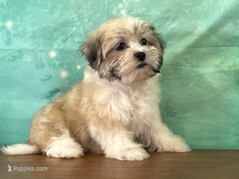 Boone – Shichon puppy for sale in Cincinnati, OH