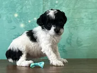 Tiana, a female Poodle - Miniature  for sale in Lexington, KY – 1 of 3